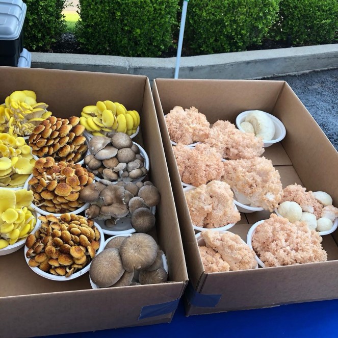 Mushroom vendor at Downtown Market